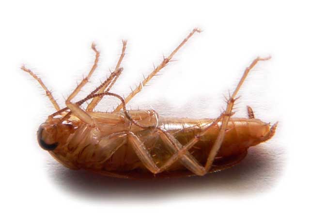 Cucarachas
