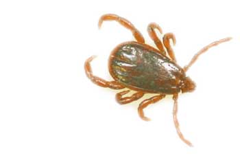 Garrapatas