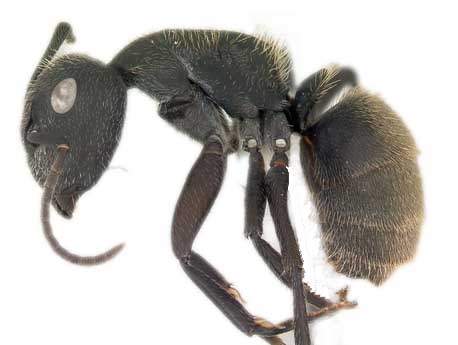 Hormigas