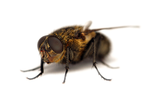 Moscas y mosquitos