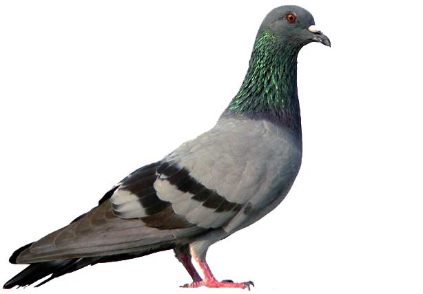 Murciélagos y palomas