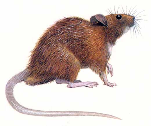 Ratas y ratones