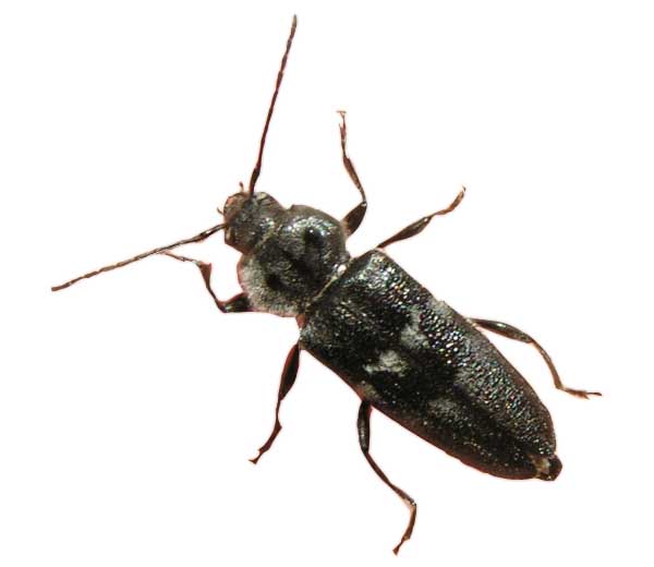 Carcomas